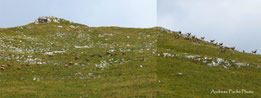 Riesiges Gemsenrudel