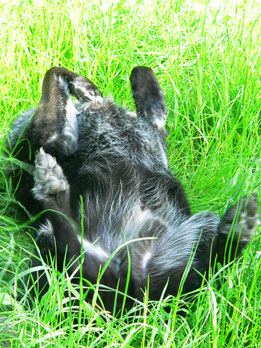 Blog Susanne Orru Benterbuschs Webseite