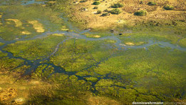 birds eye view okavango delta botswana