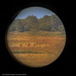 Foto durch das Spektiv: Hirschrudel