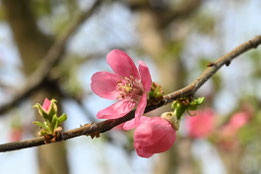 varieties of pink flowers,ピンク色の花木