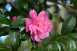 桃色の花　種類
