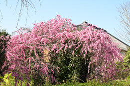 桃色の花がさく木