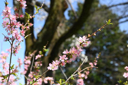 ピンクの花が咲く木 - 庭木図鑑 植木ペディア