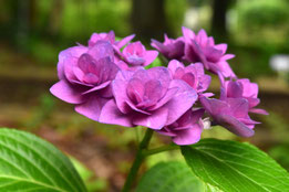 ピンクの花,何の木