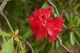 ピンクの花が咲く木,種類