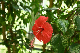 夏に赤い花が咲く植物