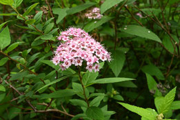 何の花,公園,ピンク