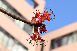 紅色の花,種類,落葉樹