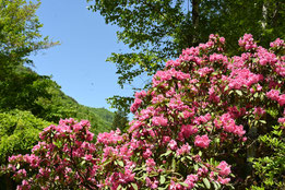 ピンクの花が咲く木　種類