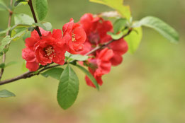 緋色の花,庭木,図鑑,種類