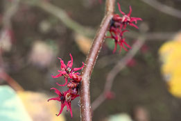 赤紫色の花の木,庭木図鑑,画像