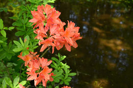 red flowers in Japan