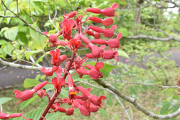 Red flowers in Japan,picture