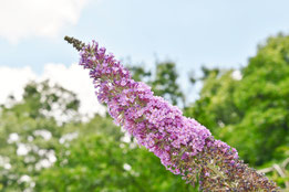 ピンクの花が咲く低木