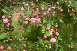ピンクの花が咲く木　何
