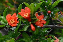 何の花,公園,ピンク