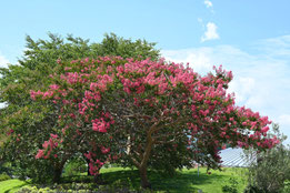 ピンクの花,種類,夏,木