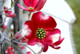 Red flowers in Japan