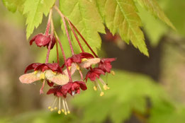 濃紅色の花が咲く樹木,種類