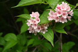 桃色の花が咲く樹木