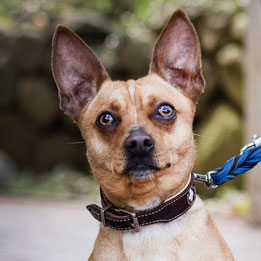 Duplo, Pinscher-Terrier-Mix, im Tierheim Flensburg, sucht ein neues Zuhause | Foto: Vanessa Radke - pfotenlichter.de