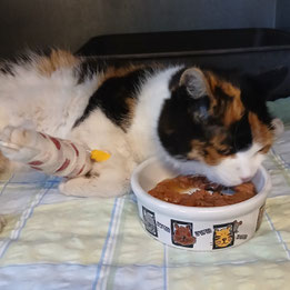 Fundkatze aus Schafflund - aktuell in tierärztlicher Behandlung