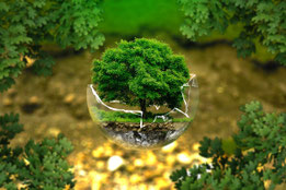 Baum im runden Glas