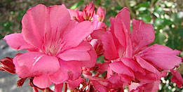 OLEANDER HAUS  Nerium Oleander  Gotsis Ariadne