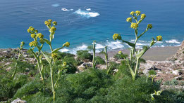 Lanzarote Rutenkraut (Ferula lancerotensis) , gelbe Blüten vor blauem Meer
