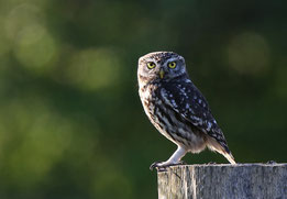  Foto: Rudolf Ziegler, 2019 erwachsener Steinkauz auf Sitzwarte