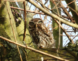  zum Vergrößern klicken!  Bild: Marc Pfeifer