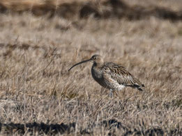 Foto: Dr. Michael Wittmann