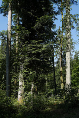 Mehrstufiger Dauerwald/Plenterwald bei Sulz (Aufnahme J. Keller 03.06.20)