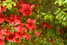 Red flowers in Japan
