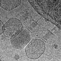 Shewanella oneidensis is infected by Shewanella phage Thanatos