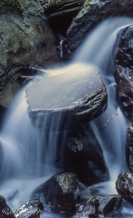 La Riserva Naturale Integrale di Sasso Fratino.