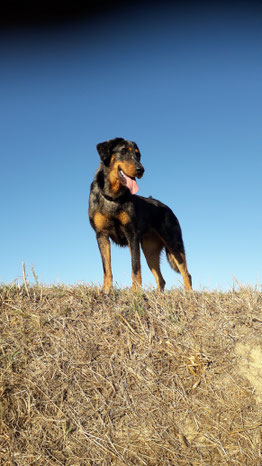 OXANE - Femelle Beauceron arlequin