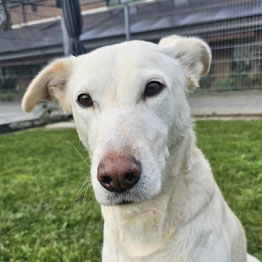 Bella wartet im Tierheim Düsseldorf auf ihr Glück
