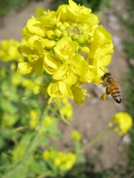 春の菜の花とミツバチの写真