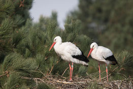 parc du marquenterre : credit photo Alexander Hiley