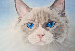 Katze "Ashanti" von mir in Pastell gemalt