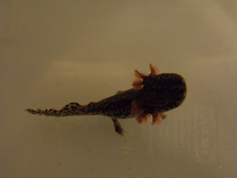 04.01.13 der Mini - deutlich munter