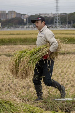 秋の「稲刈り会」。蔵のスタッフが総出で走り回る！