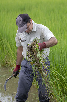 夏、雄町の田んぼで草刈り。暑く、なが～い夏だった！