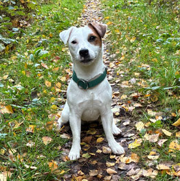 Jack Russell Terrier
