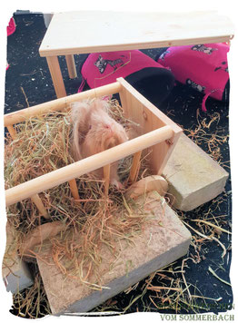Vicky im neuen Heim, Foto Brinkmann