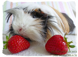 Bitsy, Tragossos neue Partnerin. Foto Gundlach