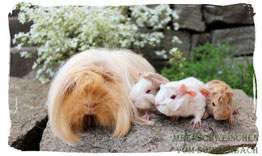 Ginger mit ihrem C2-Nachwuchs