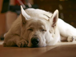 Un chien berger blanc suisse dort sur un parquet marron par coach canin 16 educateur canin en charente